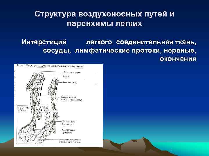   Структура воздухоносных путей и  паренхимы легких Интерстиций  легкого: соединительная ткань,