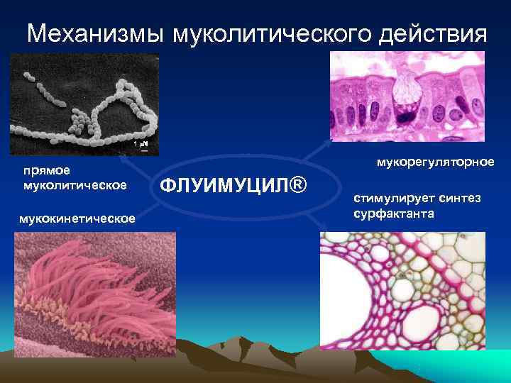 Механизмы муколитического действия    мукорегуляторное прямое муколитическое ФЛУИМУЦИЛ®    