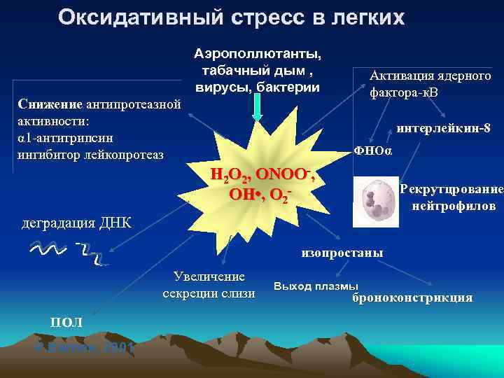  Оксидативный стресс в легких      Аэрополлютанты,   