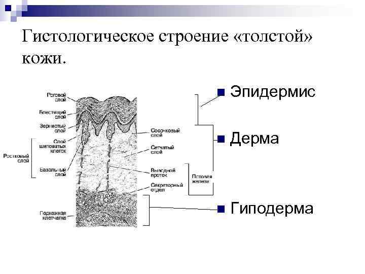 Гиподерма рисунок. Гиподерма рисунок
