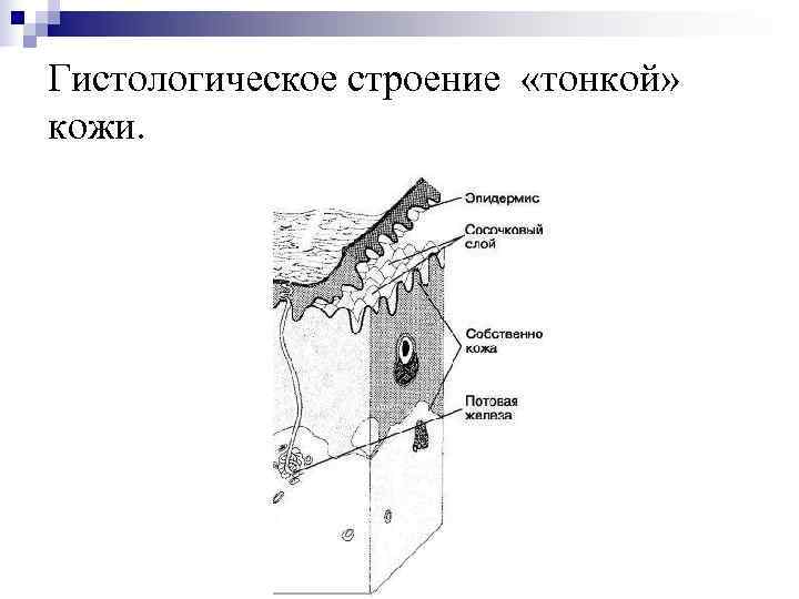Гистологическое строение «тонкой» кожи. 