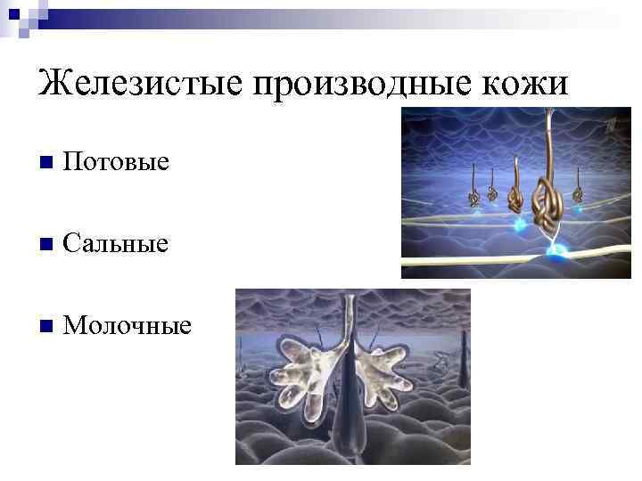 Железистые производные кожи n  Потовые n  Сальные n  Молочные 