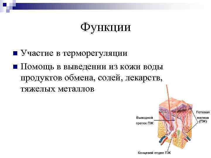     Функции n Участие в терморегуляции n Помощь в выведении из