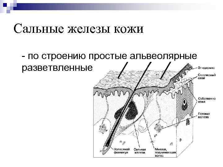 Сальные железы кожи - по строению простые альвеолярные разветвленные. 