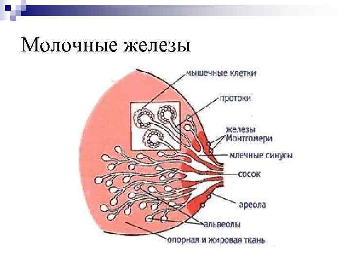 Молочные железы 
