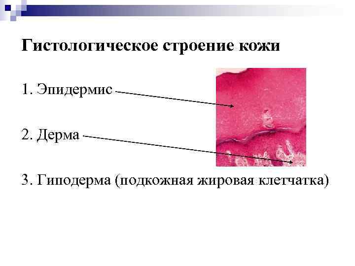 Гистологическое строение кожи 1. Эпидермис 2. Дерма 3. Гиподерма (подкожная жировая клетчатка) 