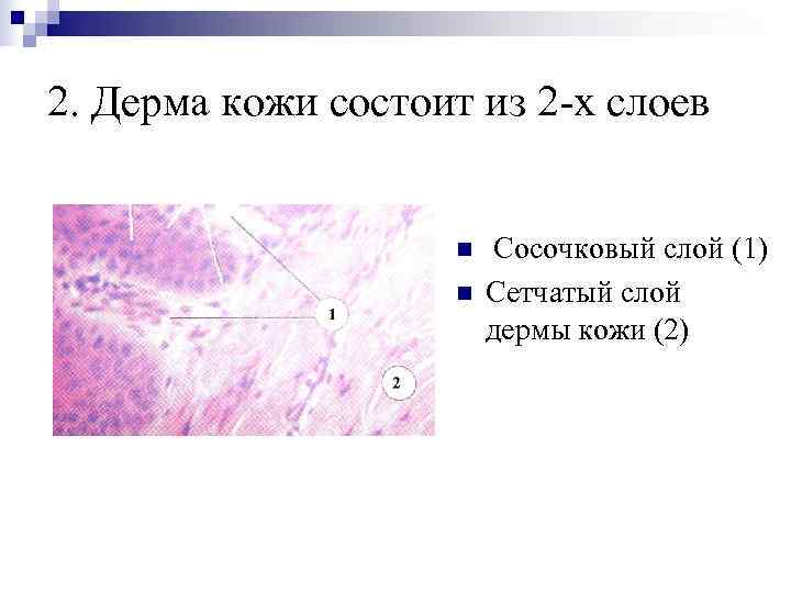 2. Дерма кожи состоит из 2 -х слоев    n  Сосочковый
