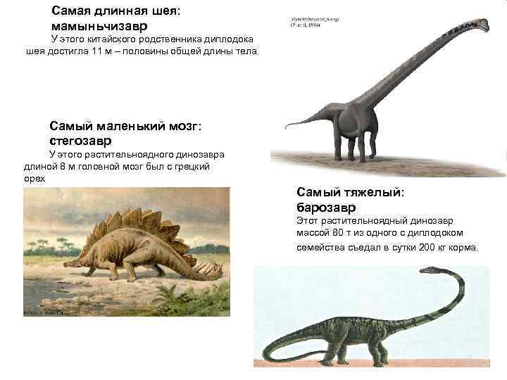 Реферат: Динозавры 3