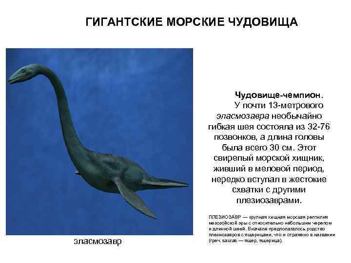  ГИГАНТСКИЕ МОРСКИЕ ЧУДОВИЩА     Чудовище-чемпион.     У