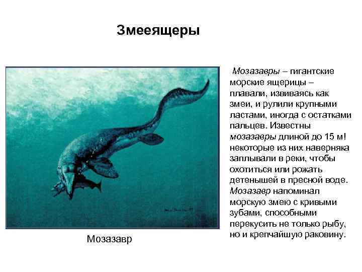  Змееящеры    Мозазавры – гигантские   морские ящерицы – 