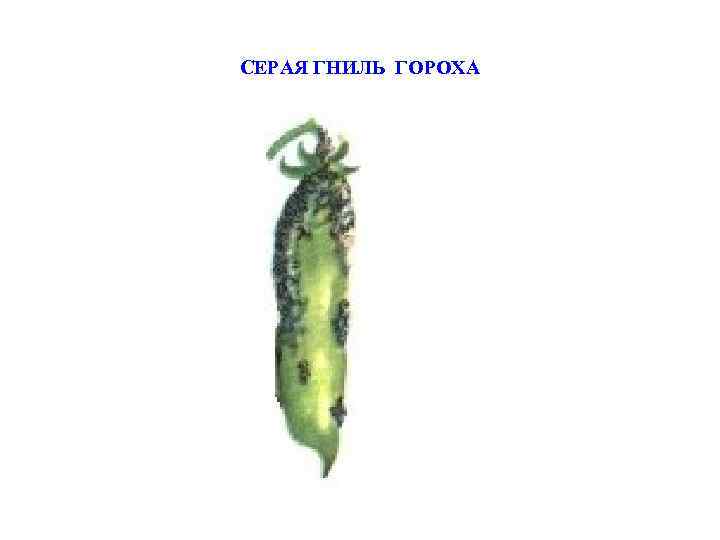 СЕРАЯ ГНИЛЬ ГОРОХА 