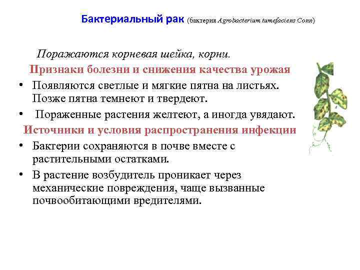    Бактериальный рак (бактерия Agrobacterium tumefaciens Conn) Поражаются корневая шейка, корни. 
