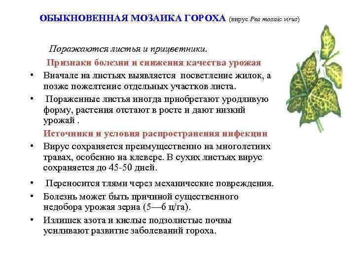  ОБЫКНОВЕННАЯ МОЗАИКА ГОРОХА (вирус Pea mosaic virus) Поражаются листья и прицветники. Признаки болезни