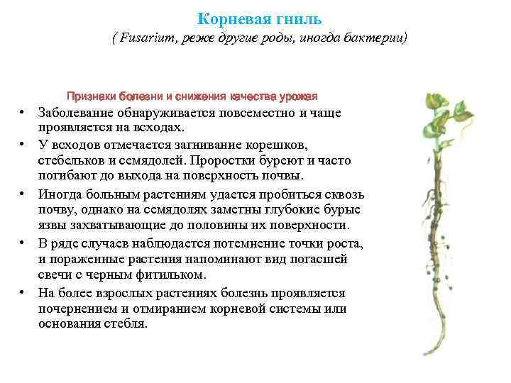      Корневая гниль    ( Fusarium, реже другие