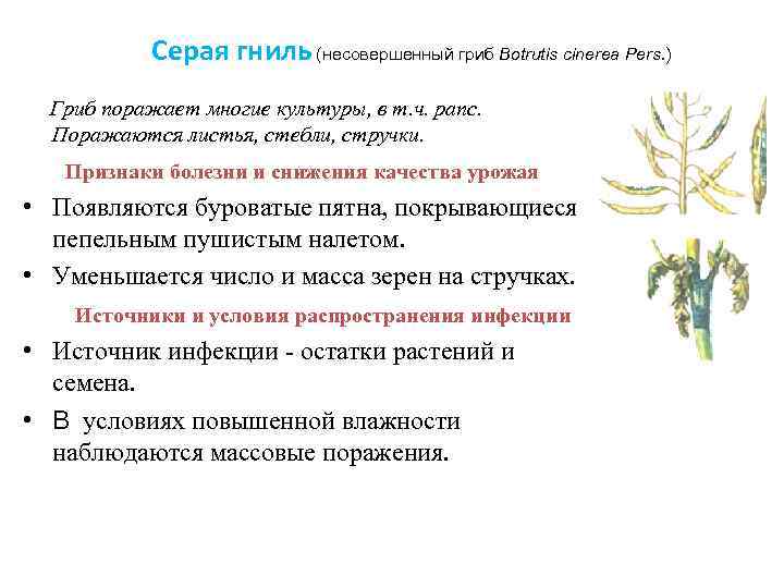   Серая гниль (несовершенный гриб Botrutis cinerea Pers. )  Гриб поражает многие