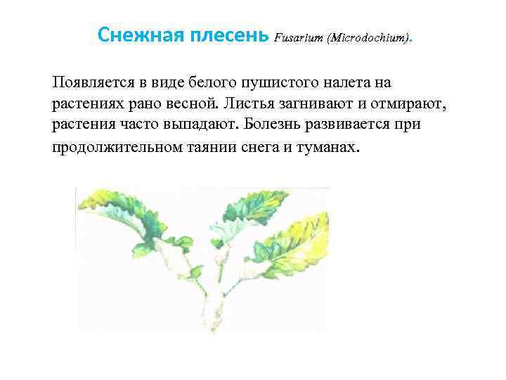  Снежная плесень Fusarium (Microdochium).  Появляется в виде белого пушистого налета на растениях