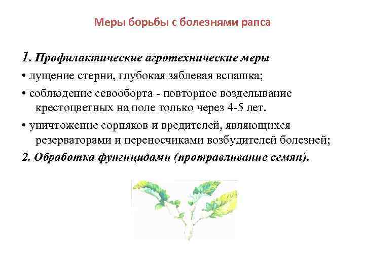   Меры борьбы с болезнями рапса 1. Профилактические агротехнические меры • лущение стерни,