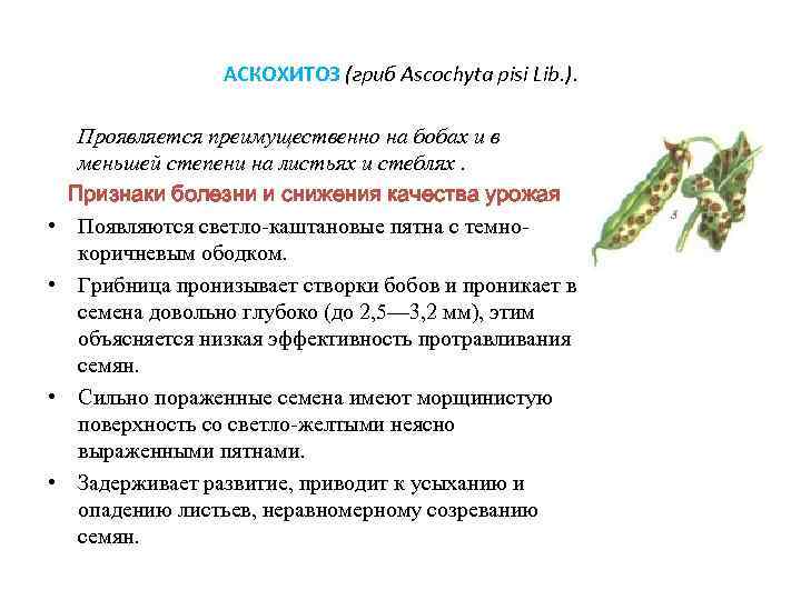     АСКОХИТОЗ (гриб Ascochyta pisi Lib. ).  Проявляется преимущественно на