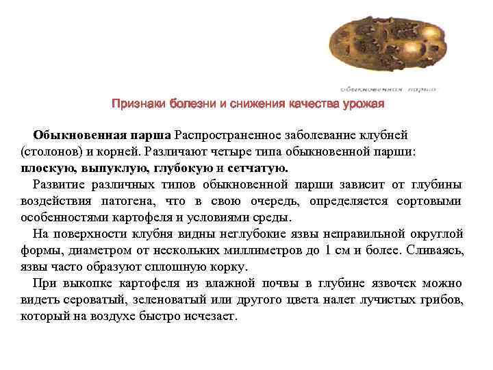    Признаки болезни и снижения качества урожая  Обыкновенная парша Распространенное заболевание