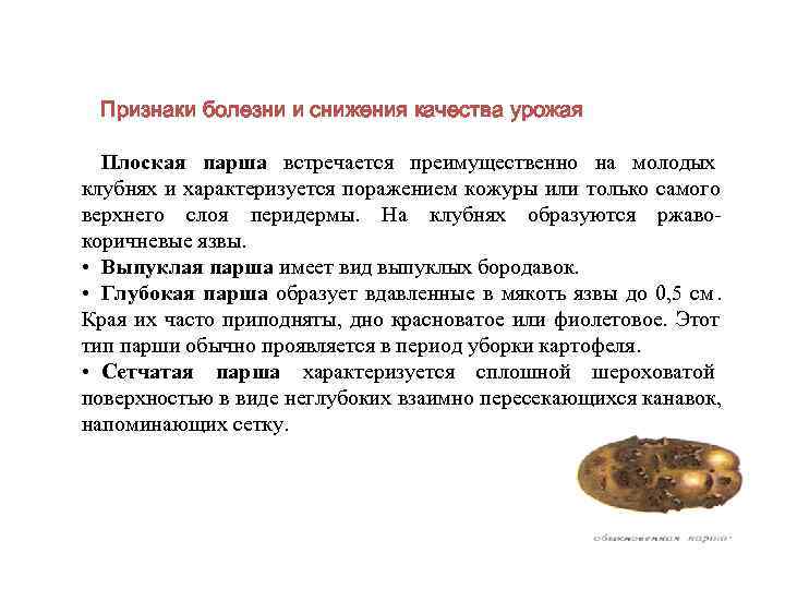  Признаки болезни и снижения качества урожая  Плоская парша встречается преимущественно на молодых