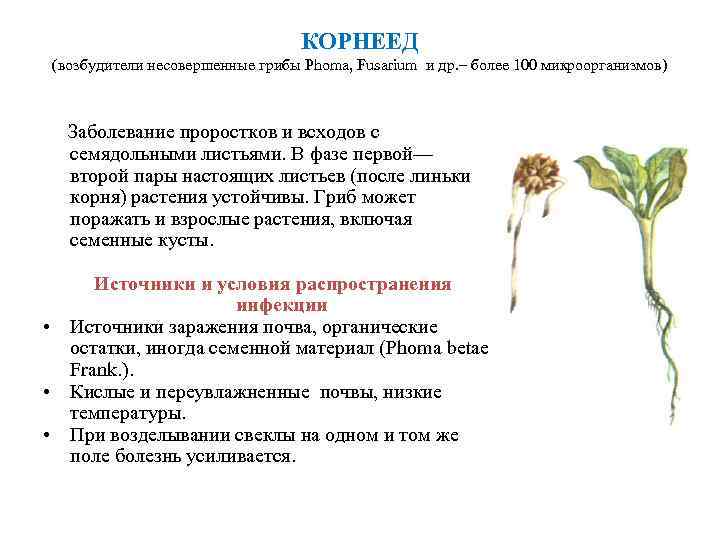        КОРНЕЕД (возбудители несовершенные грибы Phoma, Fusarium и