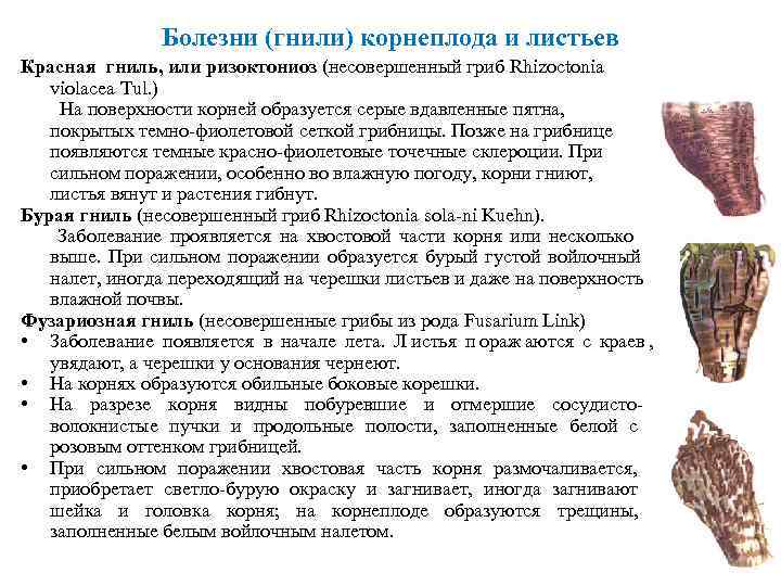     Болезни (гнили) корнеплода и листьев Красная гниль, или ризоктониоз (несовершенный