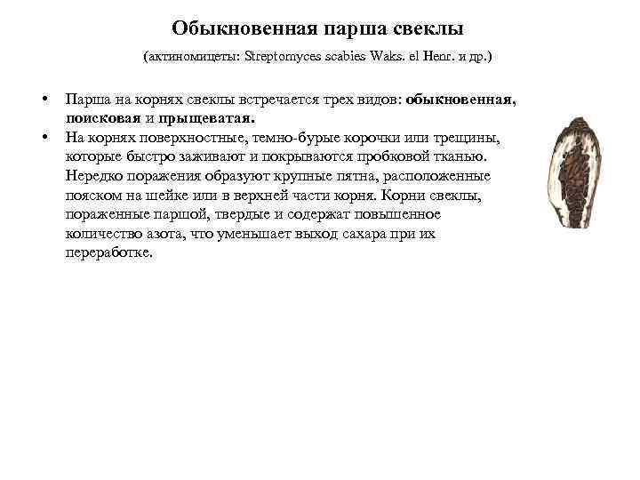    Обыкновенная парша свеклы    (актиномицеты: Streptomyces scabies Waks. el