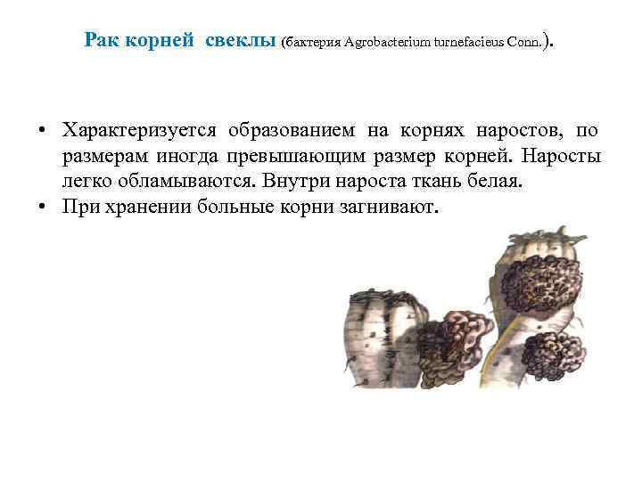   Рак корней свеклы (бактерия Agrobacterium turnefacieus Conn. ). • Характеризуется образованием на