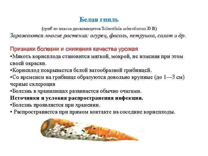      Белая гниль  (гриб из класса дискомицетов Sclerotinia sclerotiorum