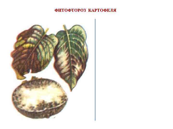 ФИТОФТОРОЗ КАРТОФЕЛЯ 