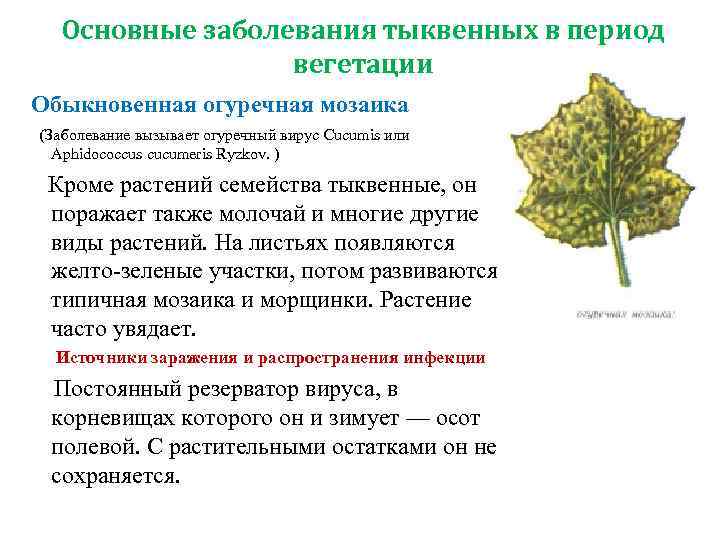  Основные заболевания тыквенных в период   вегетации Обыкновенная огуречная мозаика (Заболевание вызывает