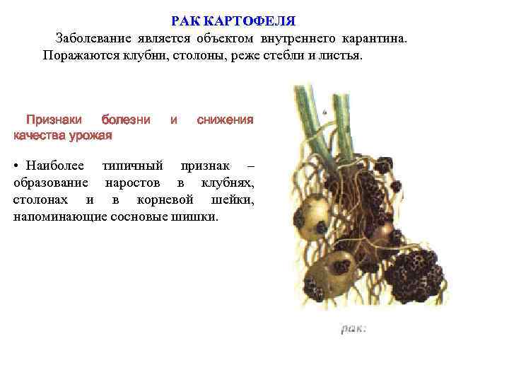 Раковый картофель. Раковые заболевания картофеля. Карантинное заболевание картофеля. Основные признаки картофеля. Возбудитель заболевания картофеля является.