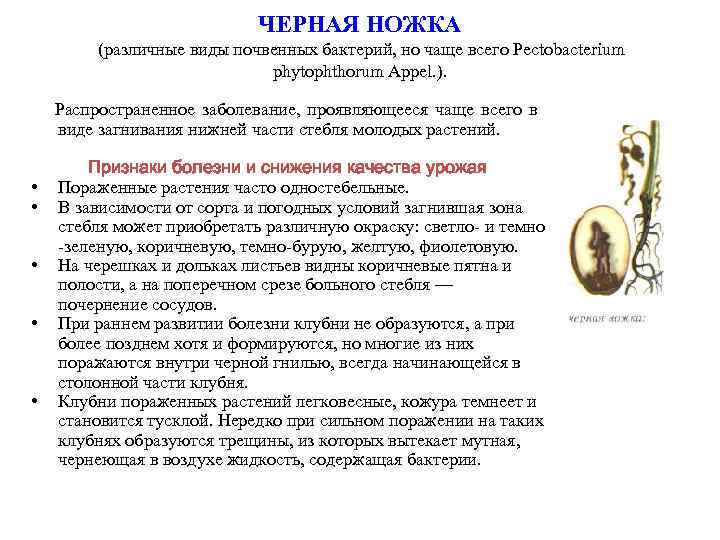       ЧЕРНАЯ НОЖКА   (различные виды почвенных бактерий,