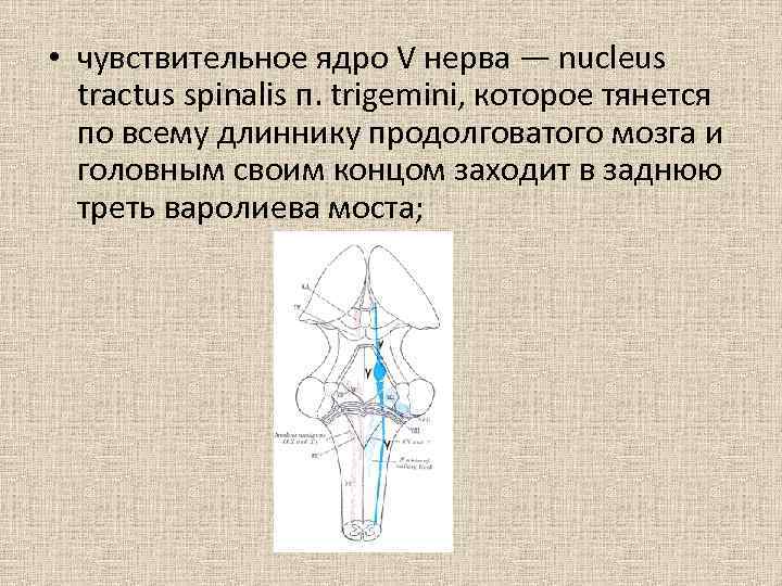 Надбровный рефлекс схема