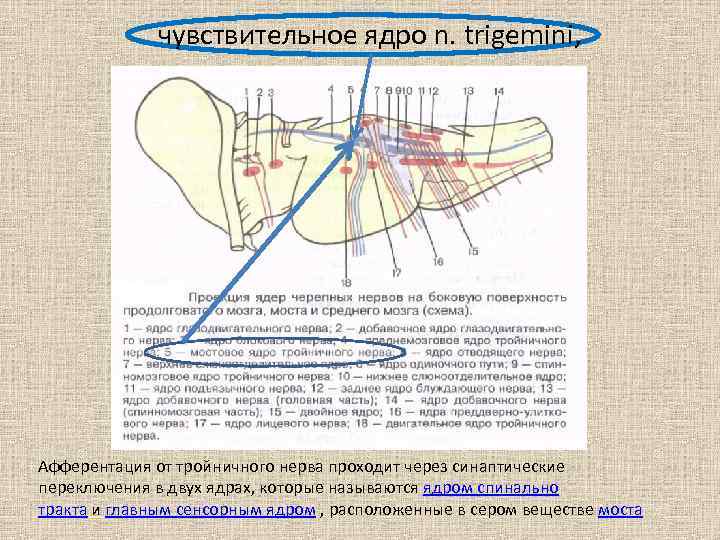 Надбровный рефлекс схема