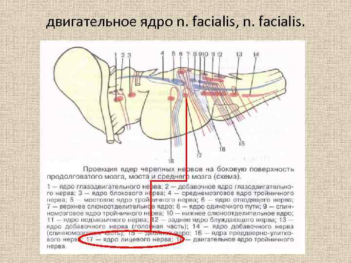 Надбровный рефлекс схема