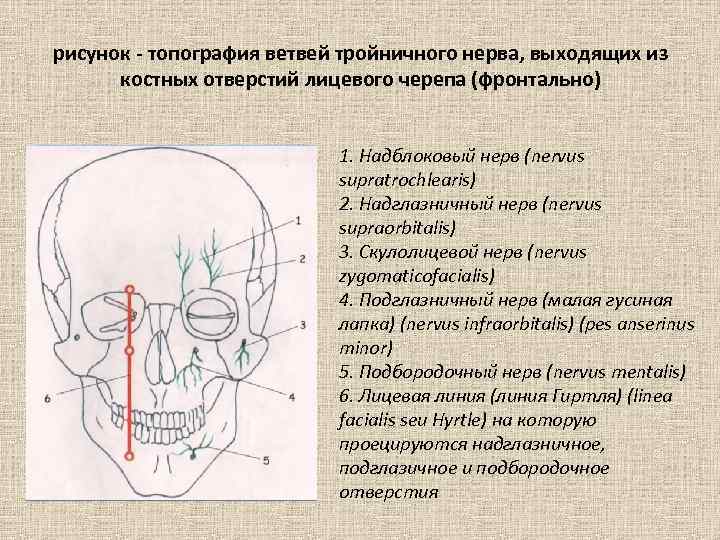 Лицевой нерв череп. Топография тройничного нерва на лице. Точки выхода лицевого нерва из черепа. Выход из черепа ветвей тройничного нерва. Точка выхода тройничного нерва из черепа.