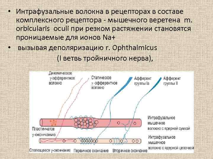 Где находятся рецепторы мышечного чувства. Интрафузальные волокна. Интрафузальные мышечные волокна. Функция интрафузальных мышечных волокон. Интрафузальные рецепторы.