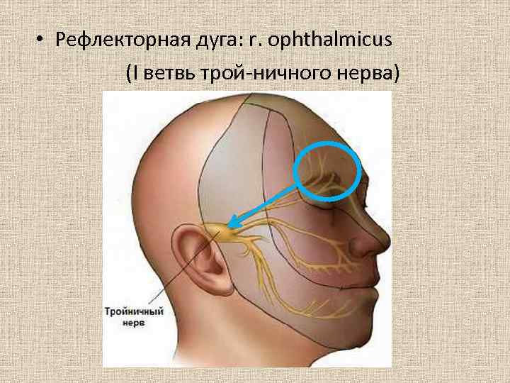 Надбровный рефлекс схема