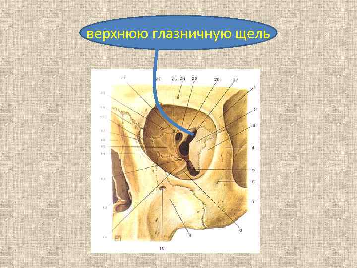 верхнюю глазничную щель 