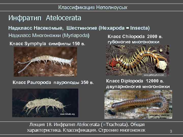     Классификация Неполноусых Инфратип Atelocerata Надкласс Насекомые, Шестиногие (Hexapoda = Insecta)