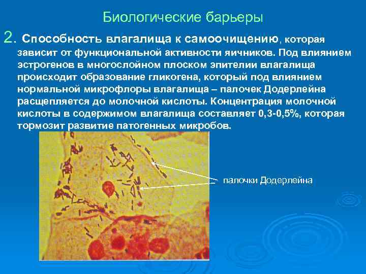 Биологические барьеры 2. Способность влагалища к самоочищению, которая зависит от Биологические барьеры 2. Способность влагалища к самоочищению, которая зависит от