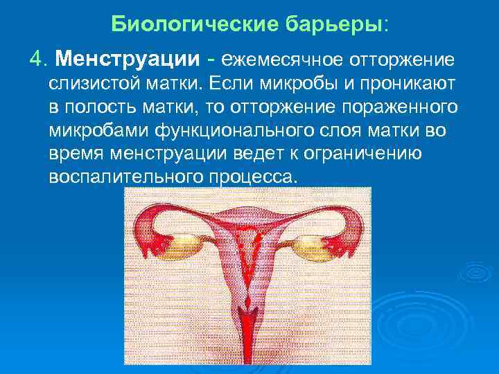Биологические барьеры: 4. Менструации - ежемесячное отторжение слизистой матки. Если микробы и Биологические барьеры: 4. Менструации - ежемесячное отторжение слизистой матки. Если микробы и