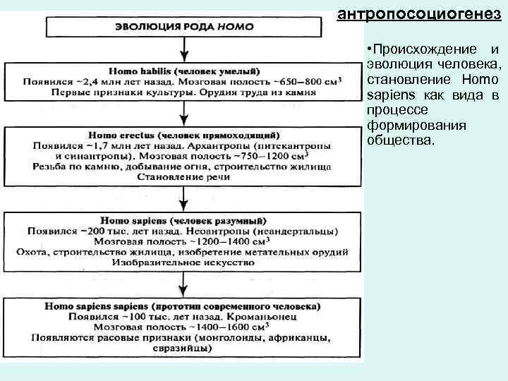 антропосоциогенез • Происхождение и  эволюция человека, становление Homo  sapiens как вида в