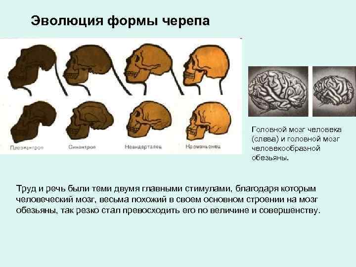   Эволюция формы черепа      Головной мозг человека 