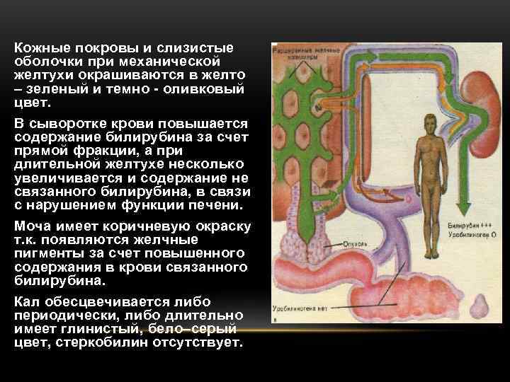  • Кожные покровы и слизистые  оболочки при механической  желтухи окрашиваются в