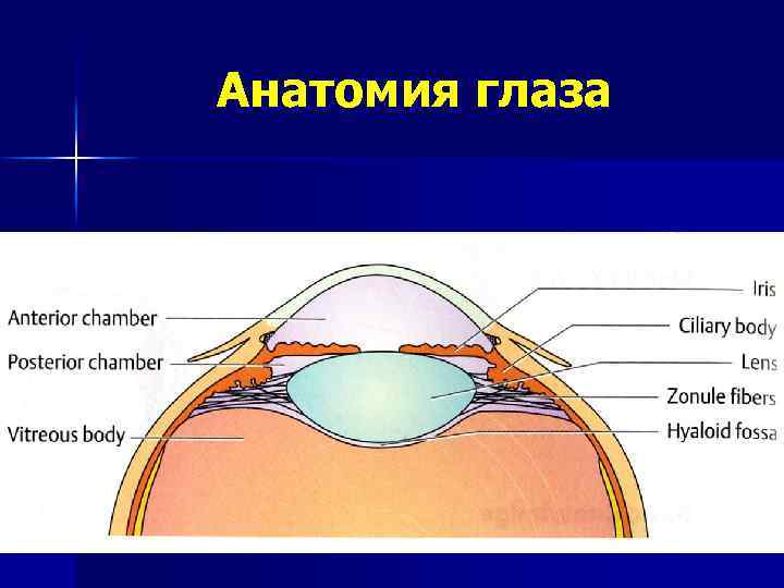 Анатомия глаза презентация