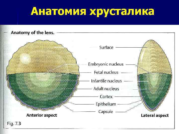 Основная функция хрусталика фокусировка изображения на сетчатке защита глаза от бактерий или