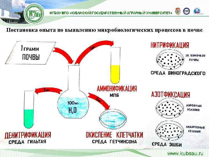 Постановка опыта по выявлению микробиологических процессов в почве 