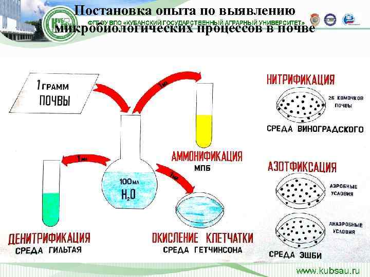  Постановка опыта по выявлению микробиологических процессов в почве 